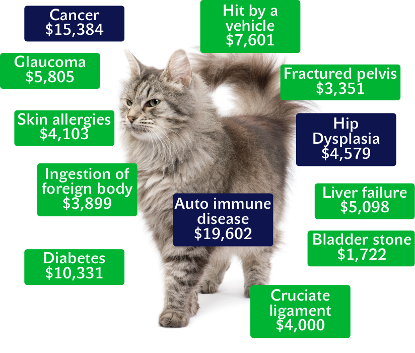 What Is Covered In Pet Insurance